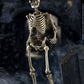[Indent] Coomodel Human Skeleton (diecast)